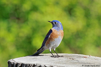 Western Bluebird male looks hungry