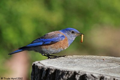 backyard_bluebirds_part_2