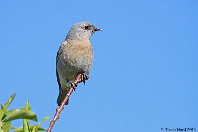 Between feedings, she waits atop the peach tree