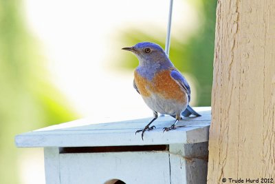He checks out the nest box
