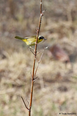 Common Yellowthroat male caught insect