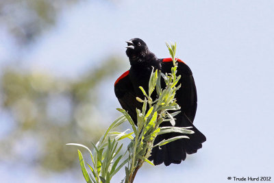 Red-winged Blackbird singing along creek