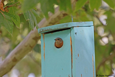 Western Bluebird female in nest box