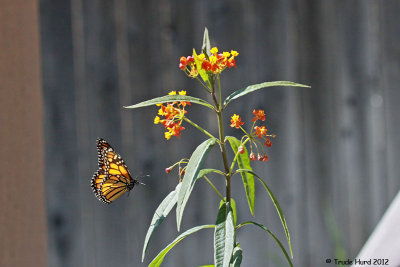 Monarch and tropical milkweed