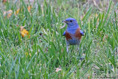 Parent bluebirds collect lots of caterpillars
