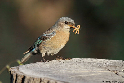 Female fills her beak (doesn't this look like DNA chromosome???)