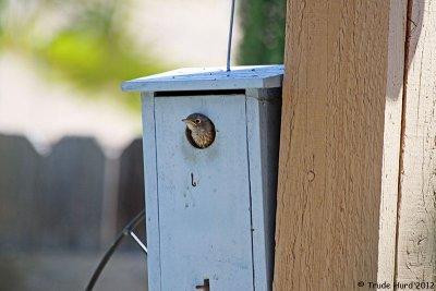 Last view of Western Bluebird Chick in nest box