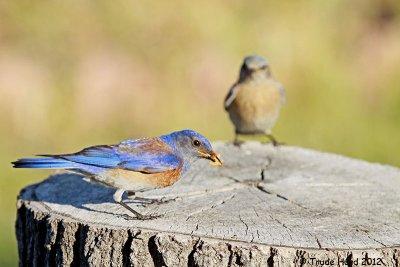 Chicks fledged but parents continue to feed them