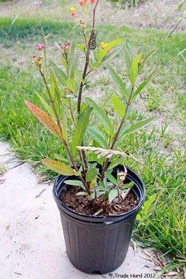 I found a monarch caterpillar on tropical milkweed
