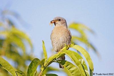 Female must have seen me because she flew down for mealworms