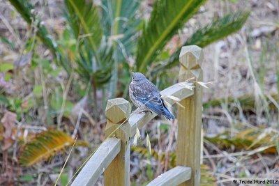 Surprise!  Bluebird Fledgling flew down out of neighbor's big tree!