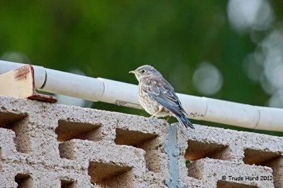 It flew to concrete wall and back into big tree