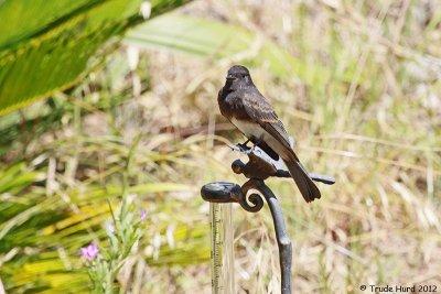 Other fledglings in yard are Black Phoebe (notice brown on wings), Lesser Goldfinch, and House Finch