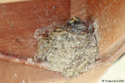 At work, I was told about Black Phoebe nest with chicks on back porch of Duck Club
