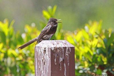 Black Phoebe parent warned us away so we left