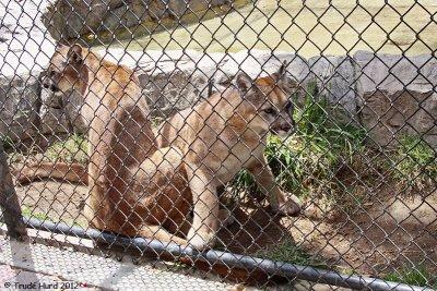 OC Zoo has two new Mountain Lion cubs
