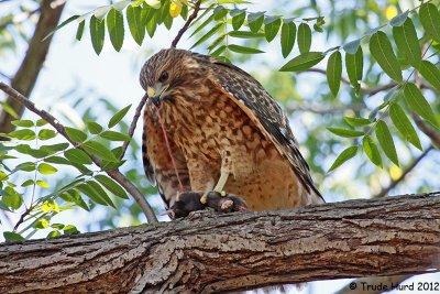 Afterwards, I heard Red-shouldered Hawk and saw it eating a Mole