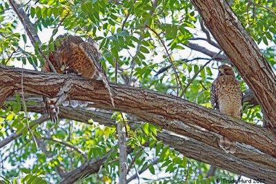 Right next to it on the branch was another Red-shouldered Hawk