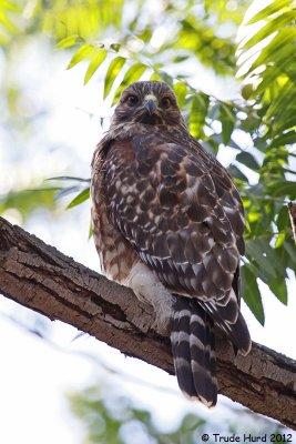 Third Red-shouldered Hawk in another tree
