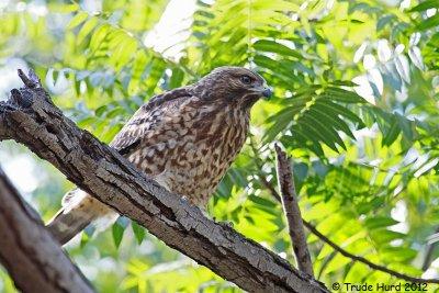 What handsome birds