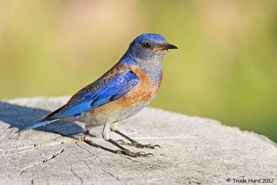 We continued to feed parent bluebirds who took mealworms to fledglings