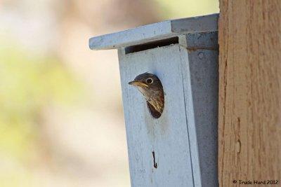I wonder if she will start a second brood when this one is done?  I hope so!