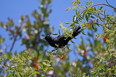 Phainopepla eating Elderberry berries