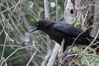 Raven Fledgling has bluish eyes and pink gape