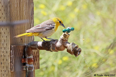 Bullock's Oriole came to drink at faucet