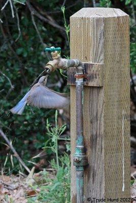 Western Bluebird also drank from faucet