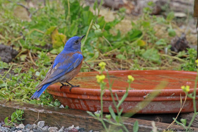 Western Bluebird also drank from saucer