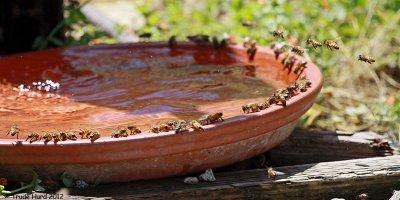 Honey Bees need water too