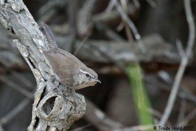 Bewick's Wren came down to drink