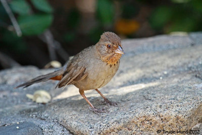 California Towhee at nature center feeders