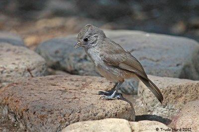 Oak Titmouse at nature center water dish