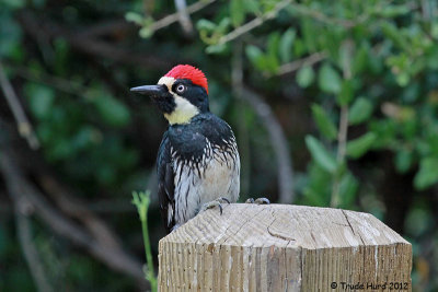 Acorn Woodpecker says to look close today