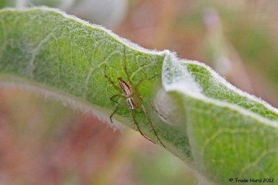 Found Lynx Spider (?) with egg case on Indian Milkweed