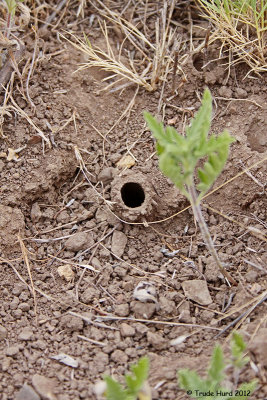 Who made this hole?