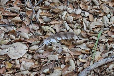 Found molted feather from Red-tailed Hawk