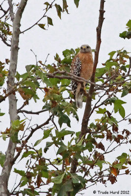 Found live Red-shouldered Hawk in sycamore