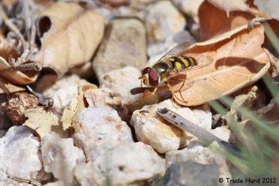 Syrphid fly said I'm too small for the hawk