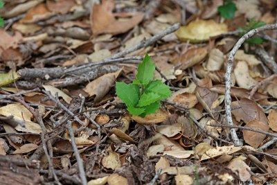 Oak Seedling is small too