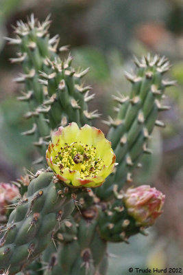 This flower is showy