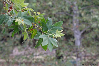 Sycamore leaves with pale trunk in background