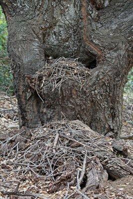 Two-story woodrat nest