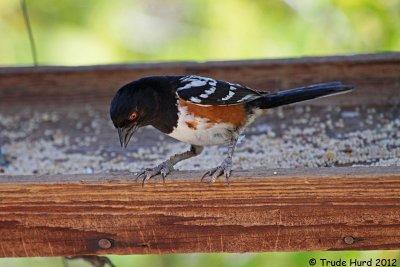 Diseased feet of Spotted Towhee