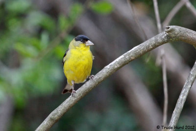 Lesser Goldfinch's feet are fine