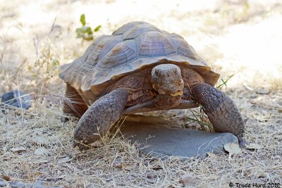 Captive Desert Tortoise also enjoying sun