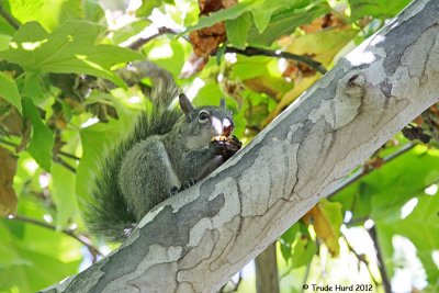Western Gray Squirrel munching in sycamore