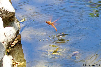 Female Flame Skimmer lays eggs in pond